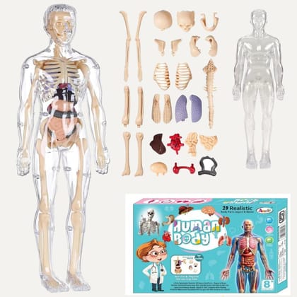 3D Human Body Model for Kids and Children, Fully Transparent 29 Pieces Anatomy Kit with Organs and Bones, STEM Learning Skeleton and Body Parts Toy for Ages 5+ Years