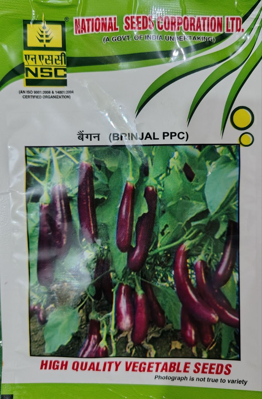 Brinjal
