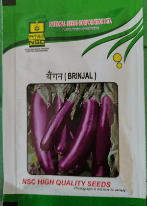 Brinjal