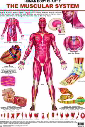 The Muscular System Wall Chart (Human Body Chart) - Both Side Hard Laminated (Size 48 x 73 cm) [Poster] Dreamland Publications