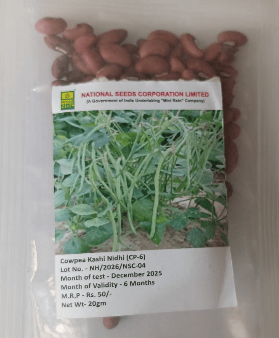 NSC, COWPEA, VARIETY KASHI NIDHI (CP-6) TL