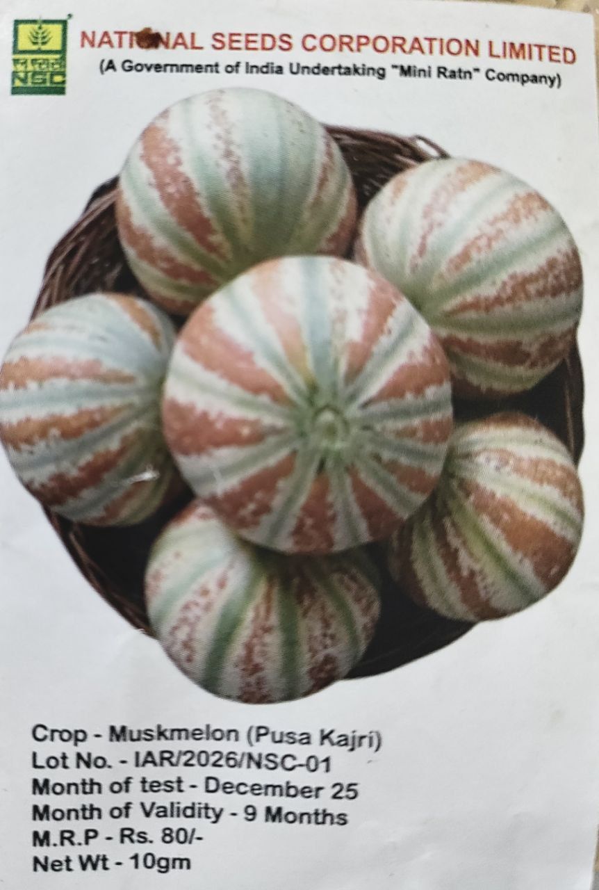 NSC Muskmelon (Pusa Kajri)