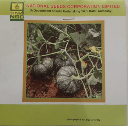  Vegetable seed Pumpkin - Kahi Harit TL