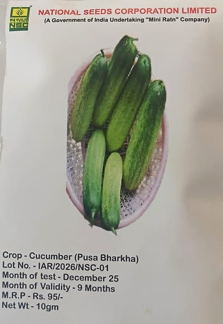 NSC Cucumber Pusa Barkha Variety, 10 gm T/L seed