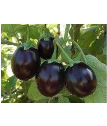 BRINJAL HYBRID SEEDS BAINGEN PLANT SEEDS, BLACK BRINJAL- TN ORGANIC 100 SEEDS