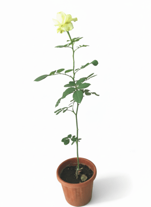 Rose,flower plant (live plant)