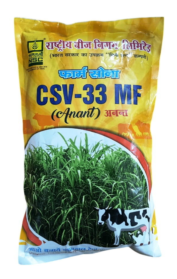 NSC Fodder Sorghum CSV-33 MF (Anant)