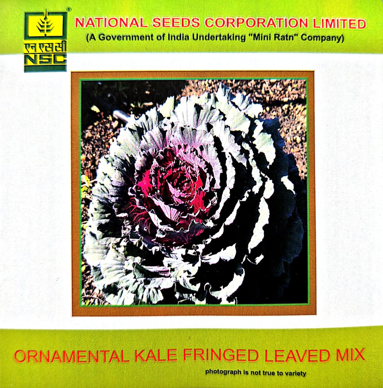 ORNAMENTAL KALE FRINGED LEAVES MIX - 3 GM