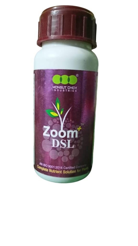 Zoom DSL