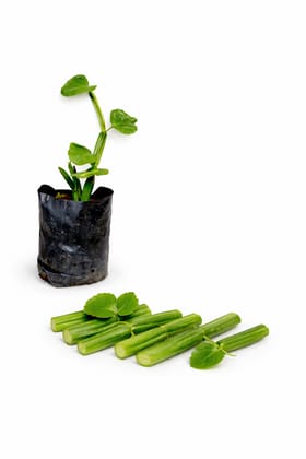 Hadjod Pirandai Live Herbal Plant (Cissus Quadrangularis) | Medicinal Bone Setter Plant for Home Garden