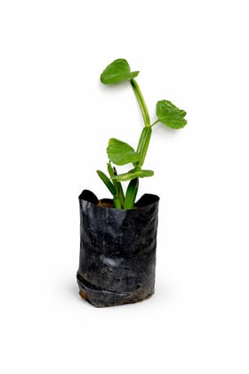 Hadjod Pirandai Live Herbal Plant (Cissus Quadrangularis) | Medicinal Bone Setter Plant for Home Garden Hadjod Pirandai Live Herbal Plant (Cissus Quadrangularis) | Medicinal Bone Setter Plant for Home Garden
