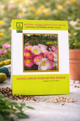 NSC Acroclinium Roseum Red Bonnie,