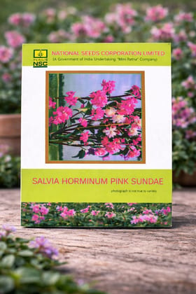 NSC Salvia Horminum Pink Sundae