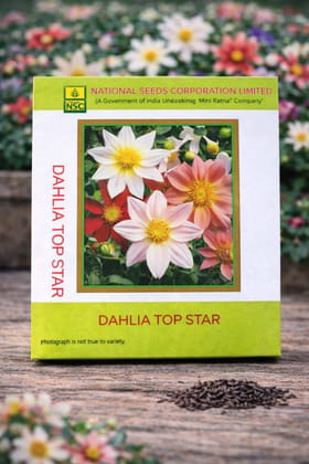 NSC Dahlia Top Star 