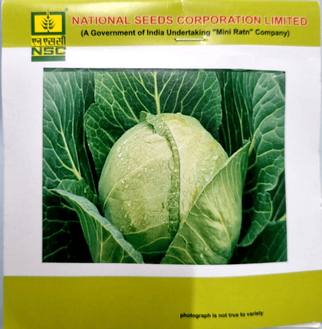 NSC - CABBAGE (GOBI) - VARIETY GOLDEN ACRE HIGH-QUALITY T/L SEEDS- 5 GMS POUCH