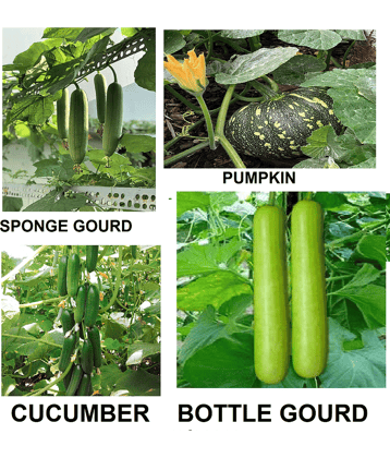 cucumber + sponge guard + bottle guard +pumpkin 30+ seeds