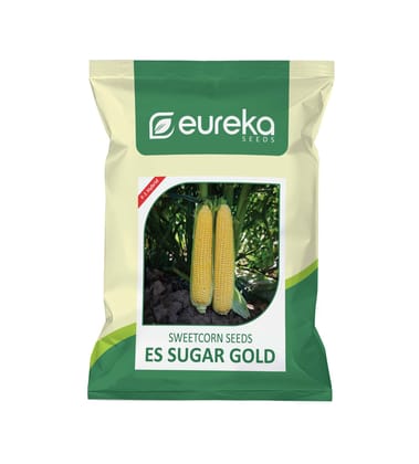 SWEET CORN ES SUGAR GOLD F1 HYBRID