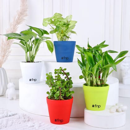 Bamboo Syngonium Jade Money Plant Set Bamboo Syngonium Jade Money Plant Set