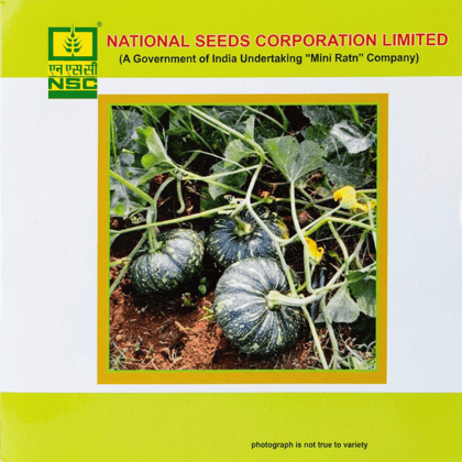 NSC Pumpkin-kashi Harit