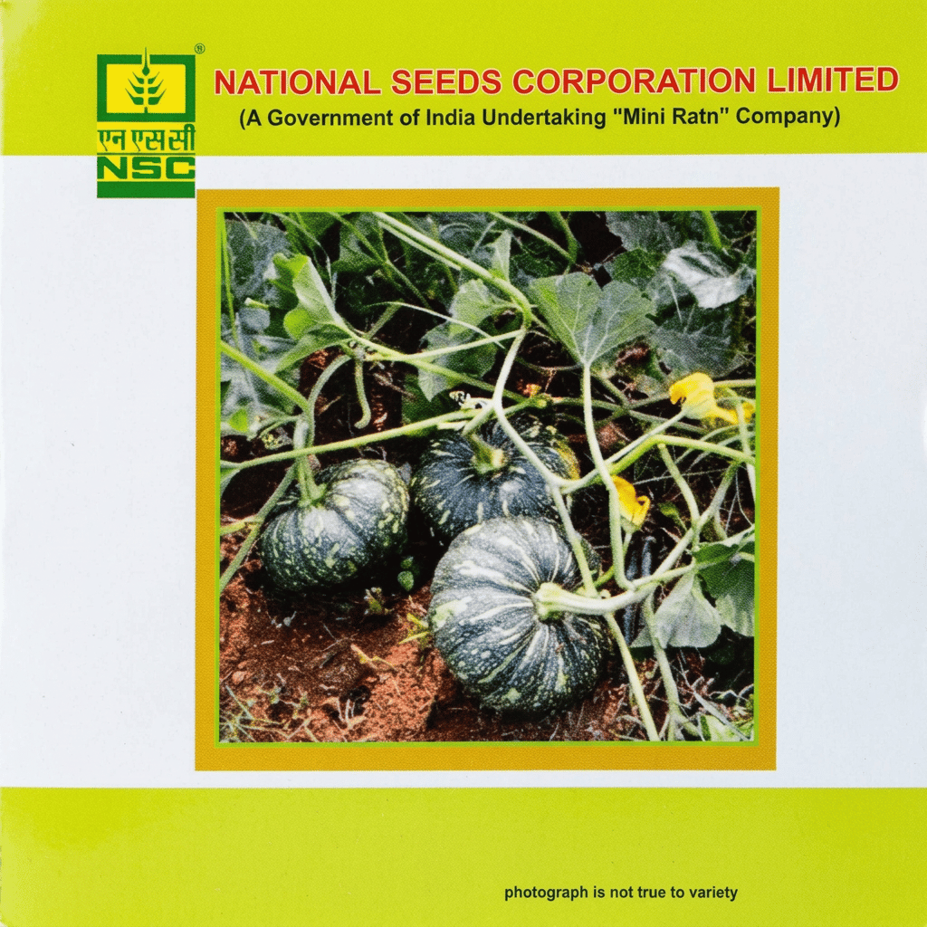 NSC Pumpkin-kashi Harit