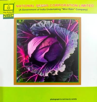 Nsc Vegetable Seed - Cabbage Hybrid - Pusa Red Cabbage