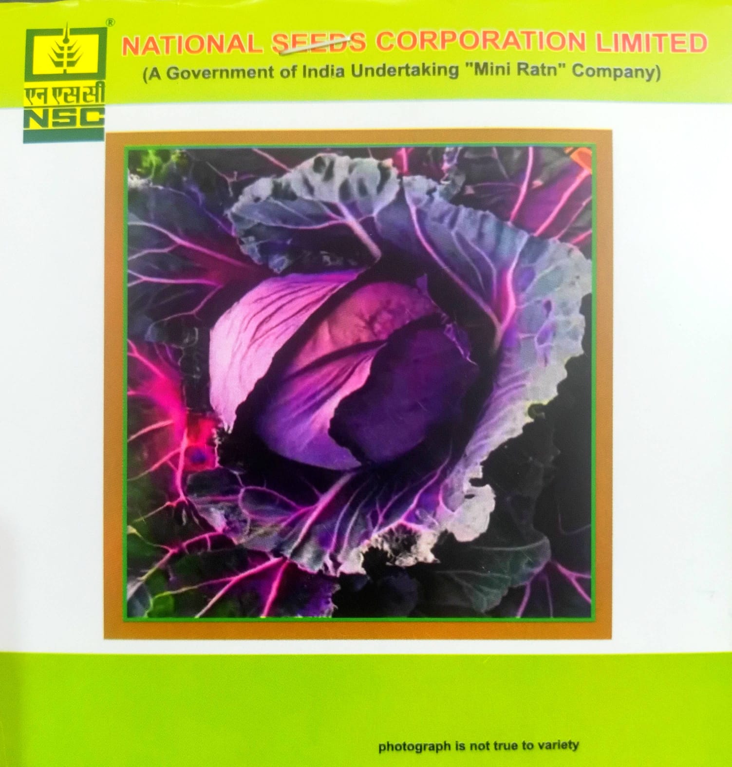 Nsc Vegetable Seed - Cabbage Hybrid - Pusa Red Cabbage