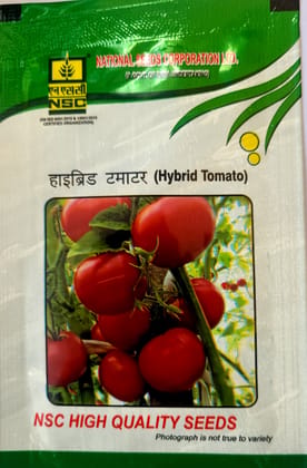 Nsc Tomato Hyb. Kashi Abhiman