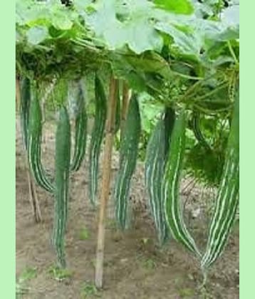Go Green Snake Gourd/Chachinda Desi-2 pkts Each 30 Seeds