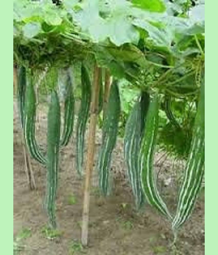 Go Green Snake Gourd/Chachinda Desi-2 pkts Each 30 Seeds