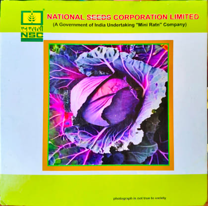 NSC CABBAGE/PUSA RED CAB HYB-1