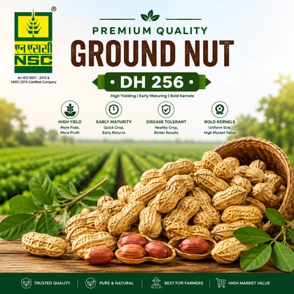 GROUNDNUT DH-256 TL PODS-10 KG