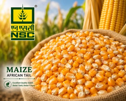 NSC Fodder Maize - African Tall (A.Tall) Certified Seeds:  2 kgs