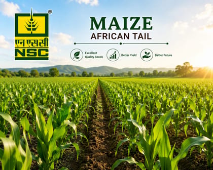 NSC Fodder Maize - African Tall (A.Tall) Certified Seeds: 3 kgs