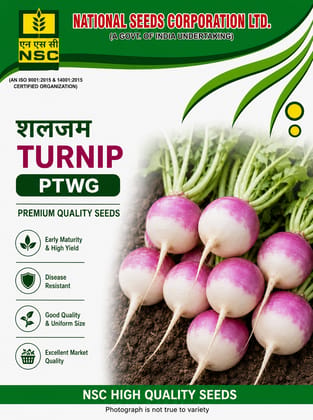 NSC Turnip, PTWG Variety, 100 gram Truthfully Labelled Seed Pouch