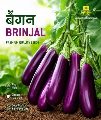 NSC Brinjal PPL Variety, 10 g Truthfully Labelled Seed Pouch
