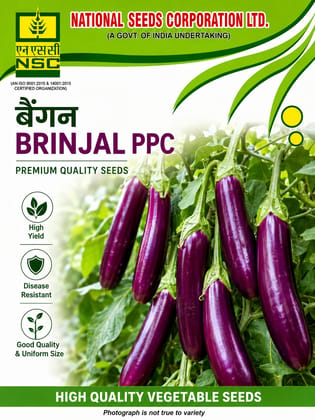 NSC Brinjal PPC Variety, 10 g Truthfully Labelled Seed Pouch