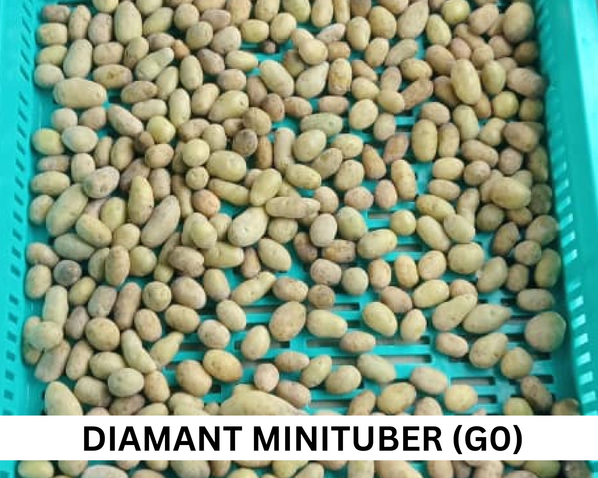 Potato (Diamant Minituber), 1 Kg (Bulb) Bag
