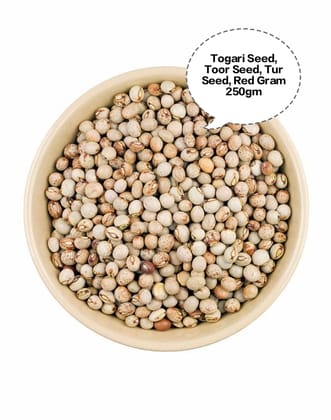Togari Seed, Toor Seed, Tur Seed, Red Gram Seed, Pigeon Pea Seed 250gm Togari Seed, Toor Seed, Tur Seed, Red Gram Seed, Pigeon Pea Seed 250gm