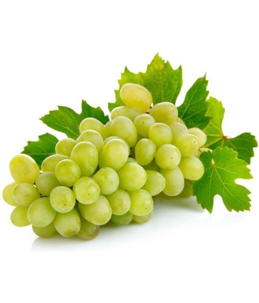 OhhSome Grape Fruit Seeds Seeds For A Garden Kitchen Garden Fruit Seeds Pack