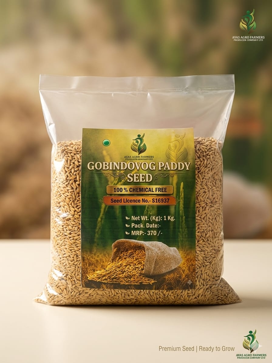 Gobindabhog Paddy Seed