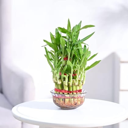 Live Lucky Bamboo 2 Layer Indoor Plant in Glass Bowl Live Lucky Bamboo 2 Layer Indoor Plant in Glass Bowl