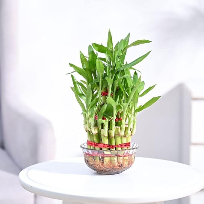 Live Lucky Bamboo 2 Layer Indoor Plant in Glass Bowl
