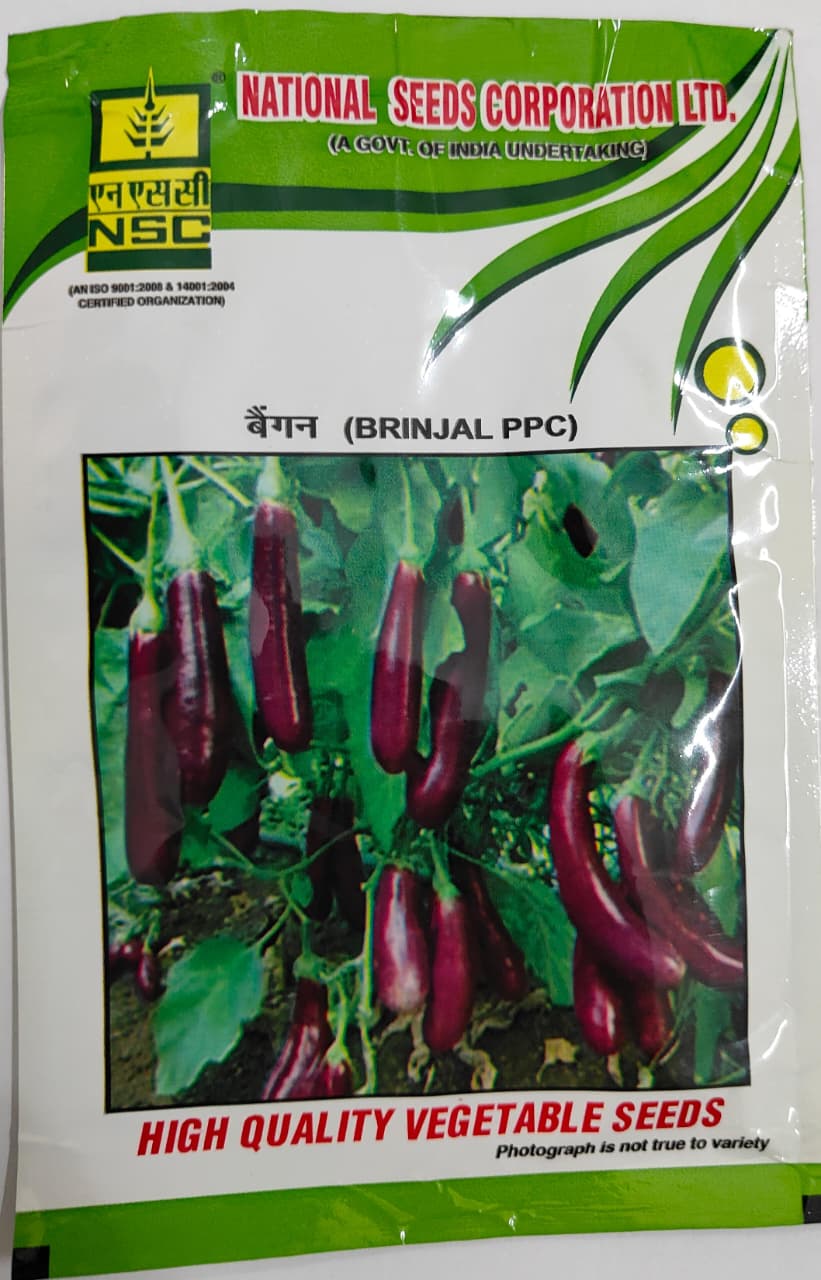 NSC BRINJAL SEED PPC TL 10 GM