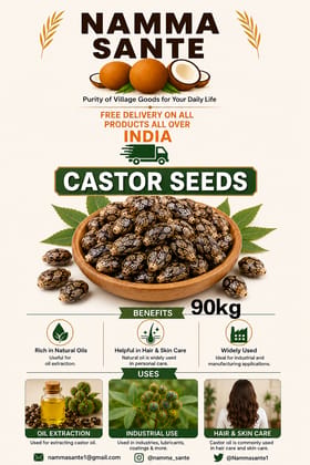 Castor Seeds, Arandi Seeds, Castor Bean Seeds, Ricinus Seeds, Erand Seeds 90kg