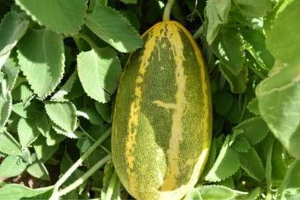 Organic Mangalore/Madras Cucumber seeds for Home Garden Seed Pack Of  30