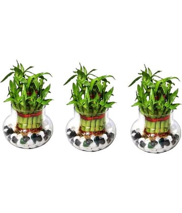 Green plant indoor - Green Wild Artificial Flowers With Pot ( Pack of 3 )