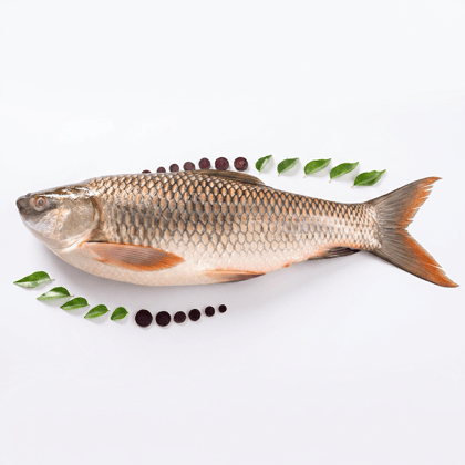 Katla Fish