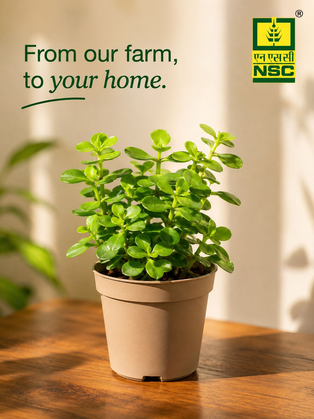 NSC Jade Mini Plant