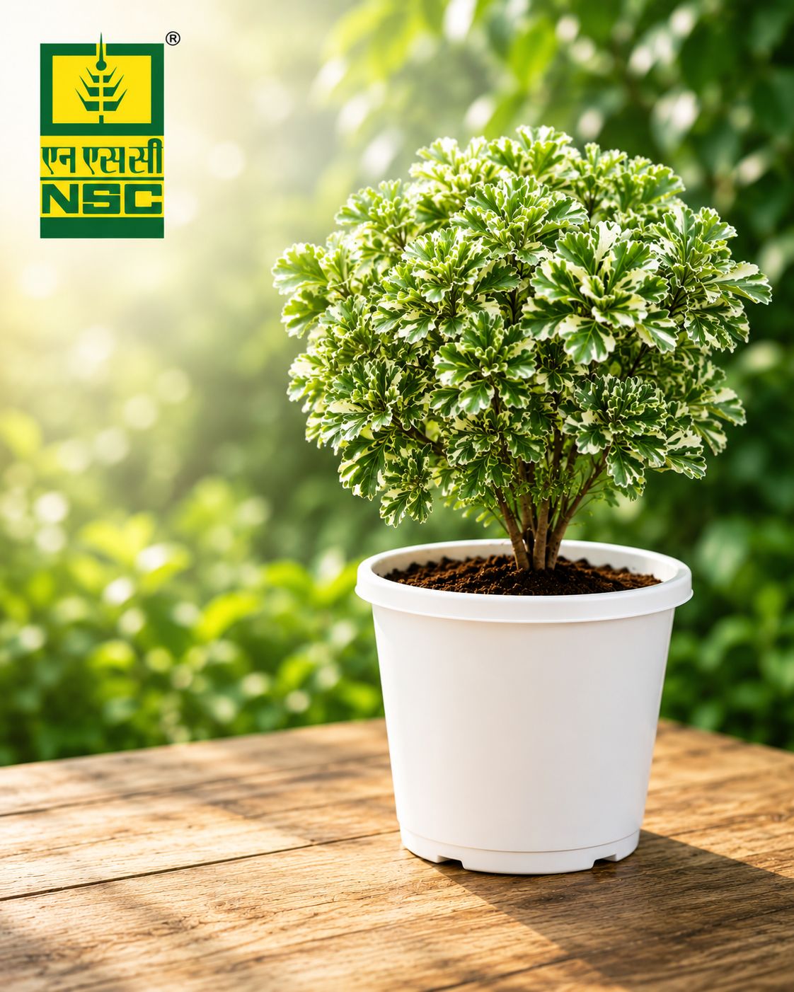 NSC Mini Aralia Plant