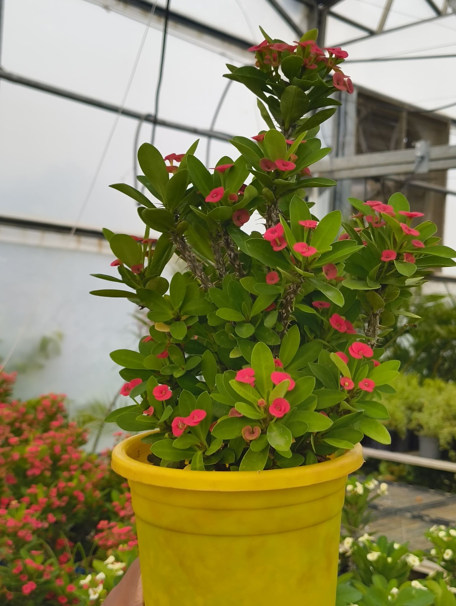 NSC Mini Crown of Thorns